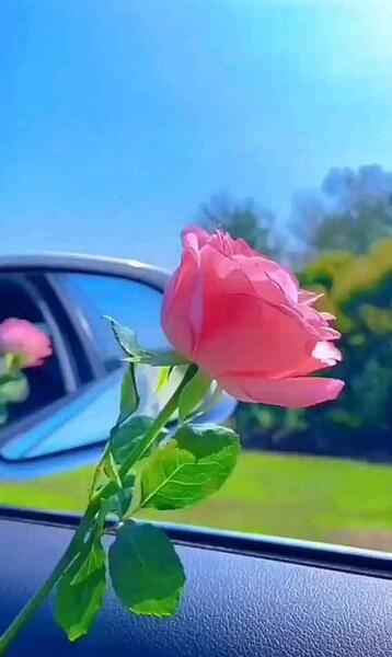 عکس گل های پروفایل