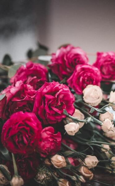 عکس گل زیبا برای پروفایل دخترونه