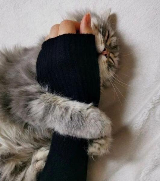 عکس پروفایل دخترونه خفن گربه