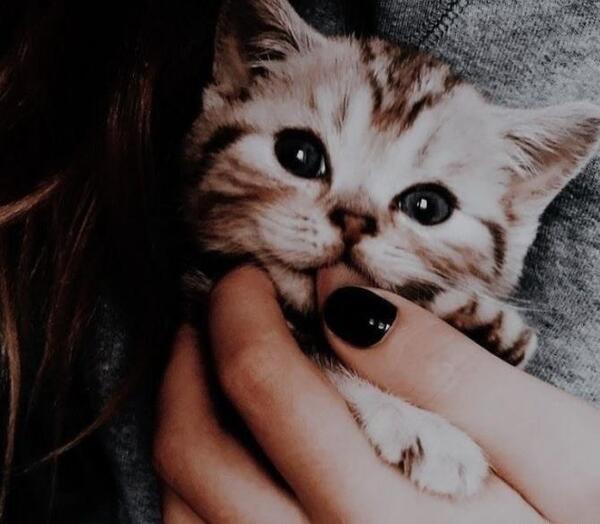 عکس پروفایل دخترونه خفن گربه