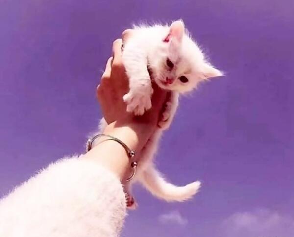 عکس پروفایل دخترونه خفن گربه