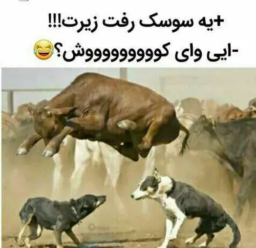 عکس گاو گنده