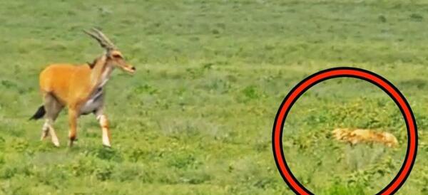 عکس گاو هیکلی