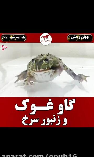 عکس گاو غوک