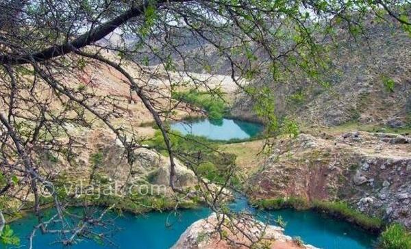 عکس گاو دوقلو