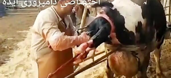 عکس گاو دوقلو