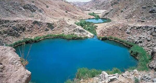 عکس گاو دوقلو