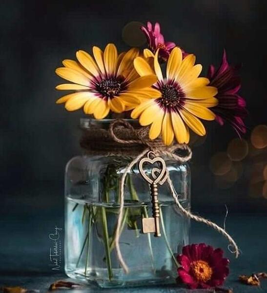 عکس گل خاردار برای پروفایل