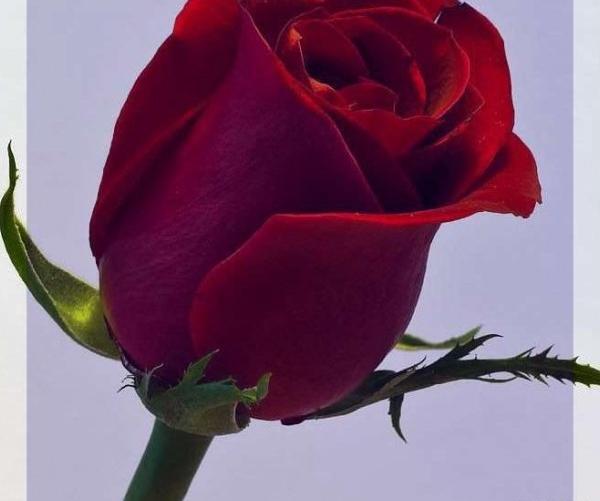 عکس گل خاردار برای پروفایل