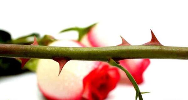 عکس گل خاردار برای پروفایل