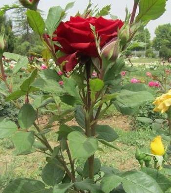 عکس گل خاردار برای پروفایل