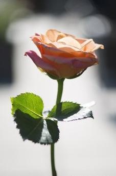 عکس گل برای پشت پروفایل