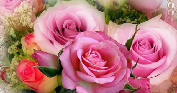 عکس گل برای پشت پروفایل