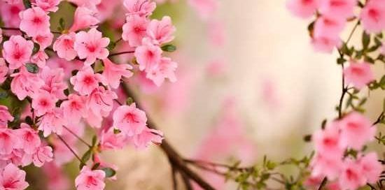 عکس گل برای پشت پروفایل