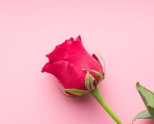یک عکس گل برای پروفایل
