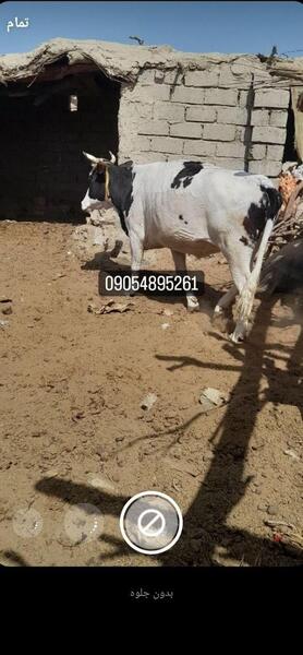 عکس گاو رئیس مزرعه