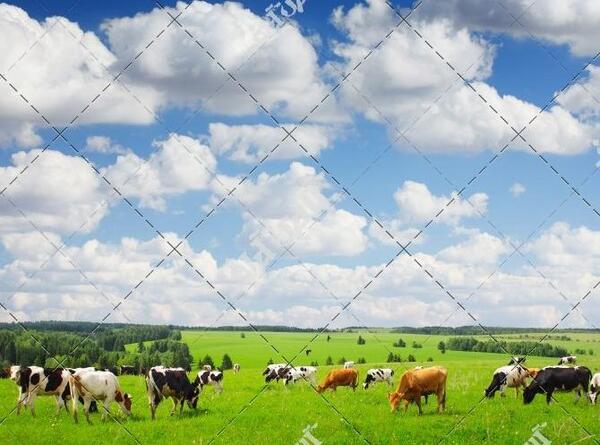 عکس گاو رئیس مزرعه