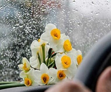 عکس گل برای پروفایل نرگس