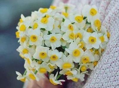 عکس گل برای پروفایل نرگس