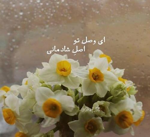 عکس گل برای پروفایل نرگس