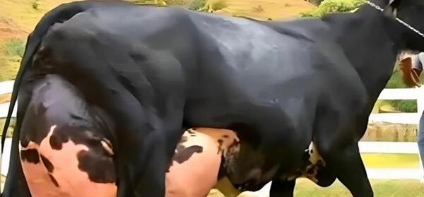عکس گاو نر سمینتال
