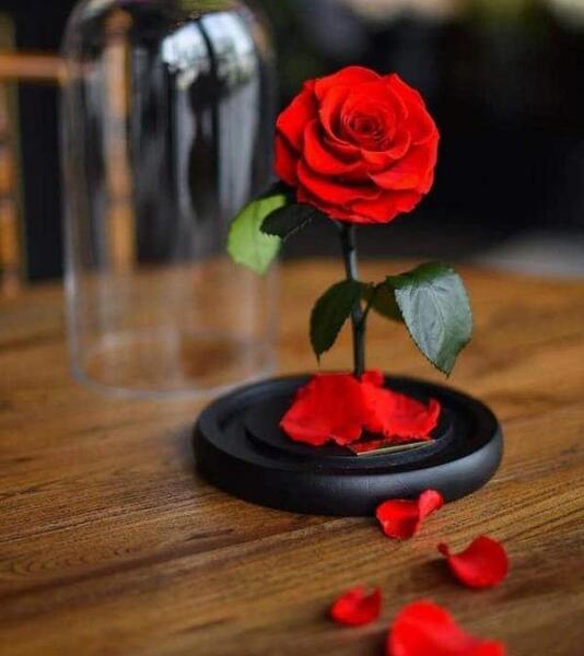 عکس گل برای پروفایل بله