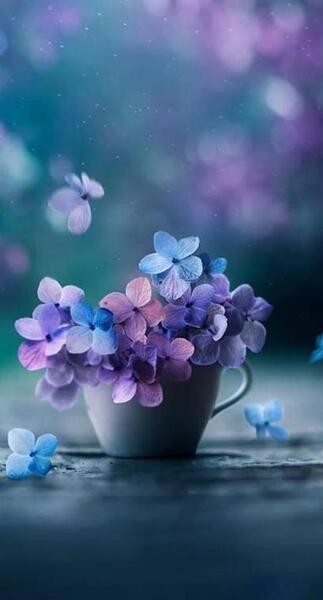 عکس گل برای پروفایل بله