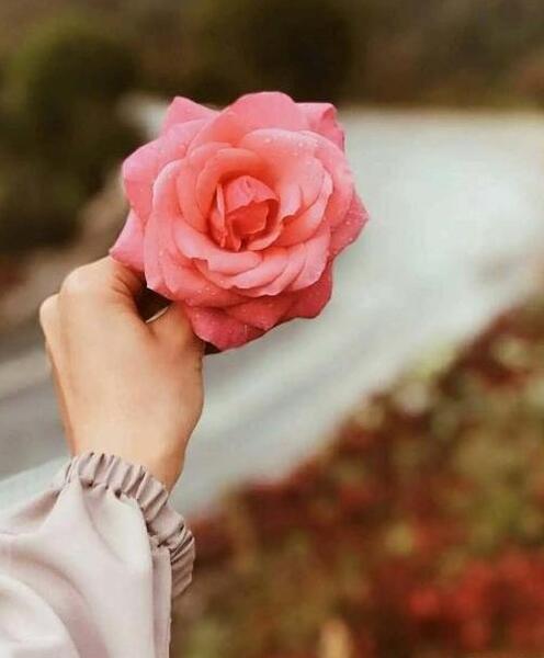 عکس گل برای پروفایل زنانه