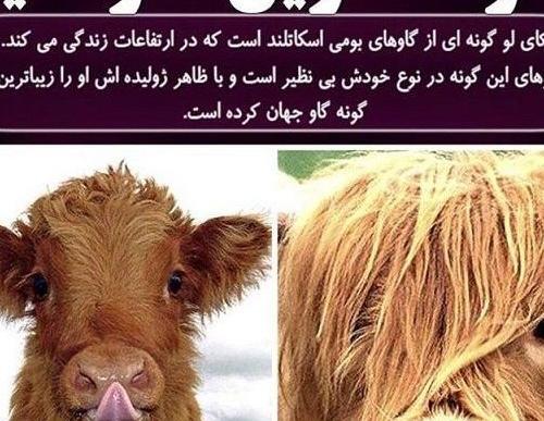 عکس گاو دو سر