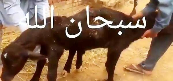 عکس گاو دو سر