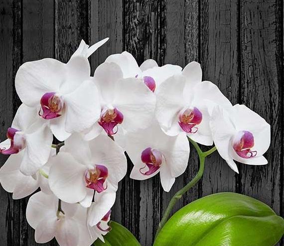 عکس گل ارکیده برای پروفایل