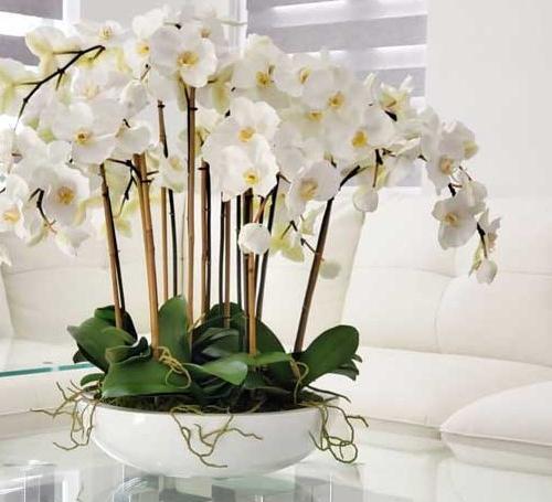 عکس گل ارکیده برای پروفایل