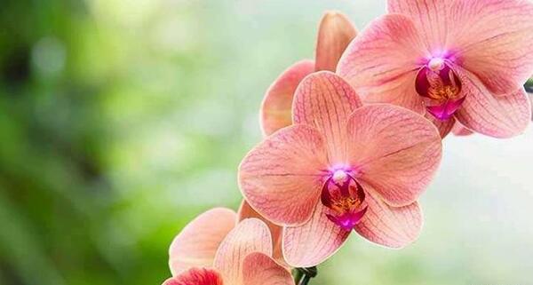 عکس گل ارکیده برای پروفایل