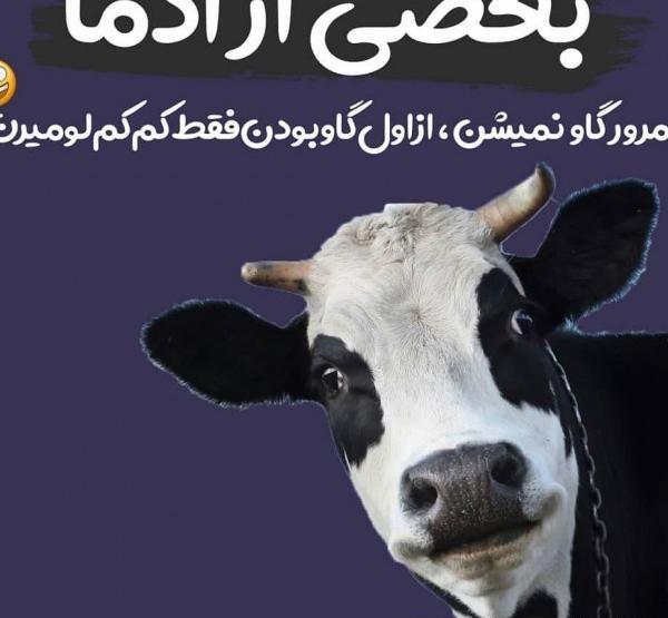 عکس گاو خنده دار نر