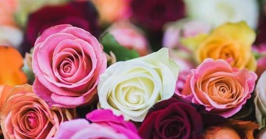 چند تا عکس گل برای پروفایل