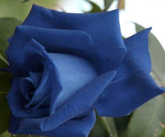 چند تا عکس گل برای پروفایل