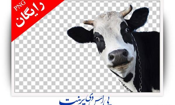 عکس صورت گاو