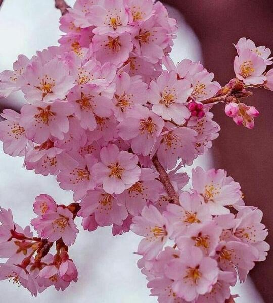 عکس گل های بهاری برای پروفایل