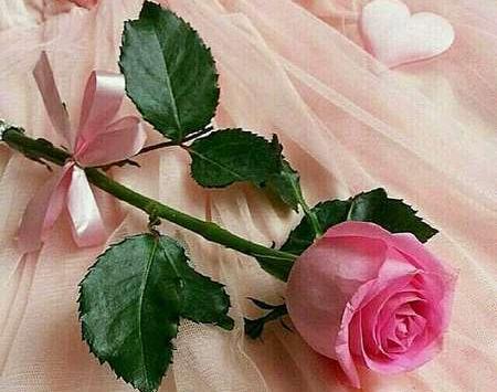 فانتزی عکس گل برای پروفایل واتساپ
