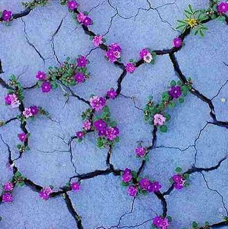 فانتزی عکس گل برای پروفایل واتساپ