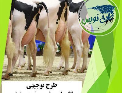 عکس گاو داری