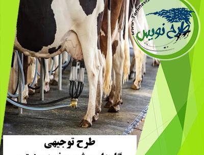 عکس گاو داری
