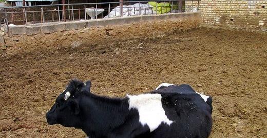 عکس گاو داری