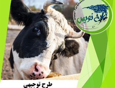 عکس گاو داری