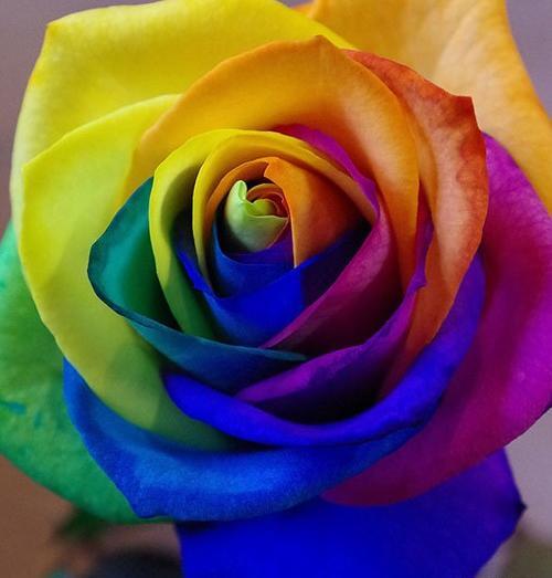 چند عکس گل زیبا برای پروفایل