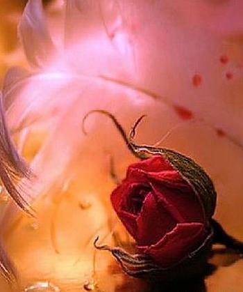 چند عکس گل زیبا برای پروفایل