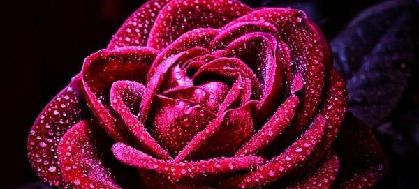 چند عکس گل زیبا برای پروفایل