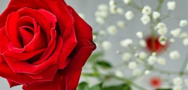 عکس گل پروفایل روبیکا