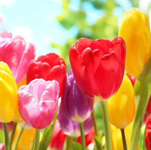 عکس گل پروفایل روبیکا