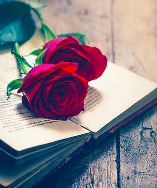 عکس گل پروفایل روبیکا
